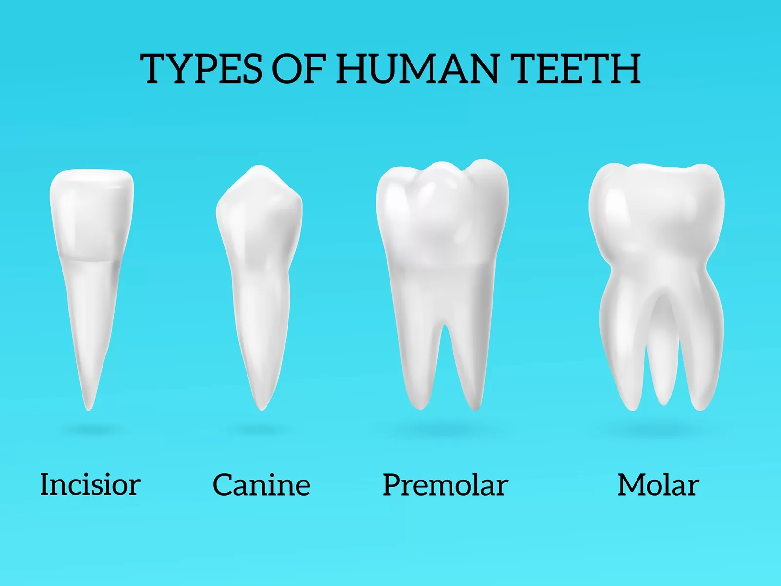 Molar teeth