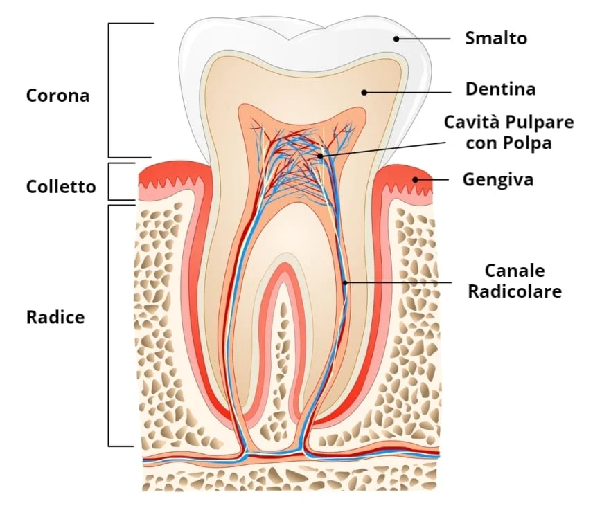 Disegno di un Dente