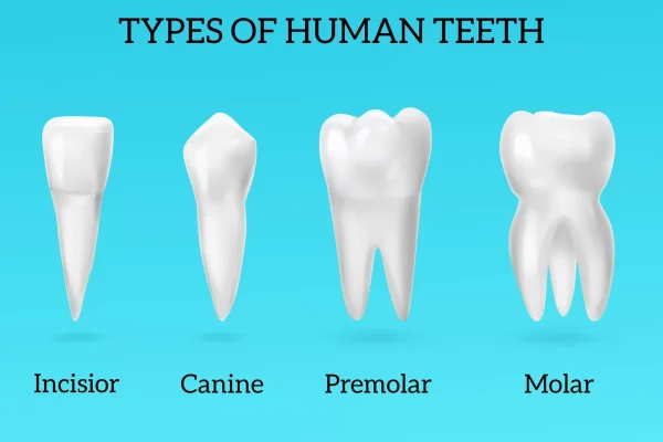 Molar teeth